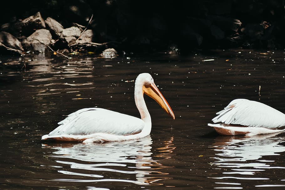 white bird, animal, pelican, outdoors, water, waterfowl, stork HD wallpaper