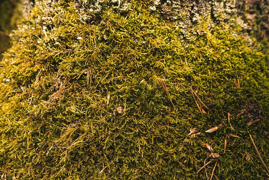 austria, tree, nature, yellow, green, grass, moss, wild, wilderness HD wallpaper