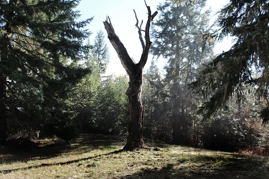 old, oak, tree, forest, plant, tranquility, land, beauty in nature HD wallpaper