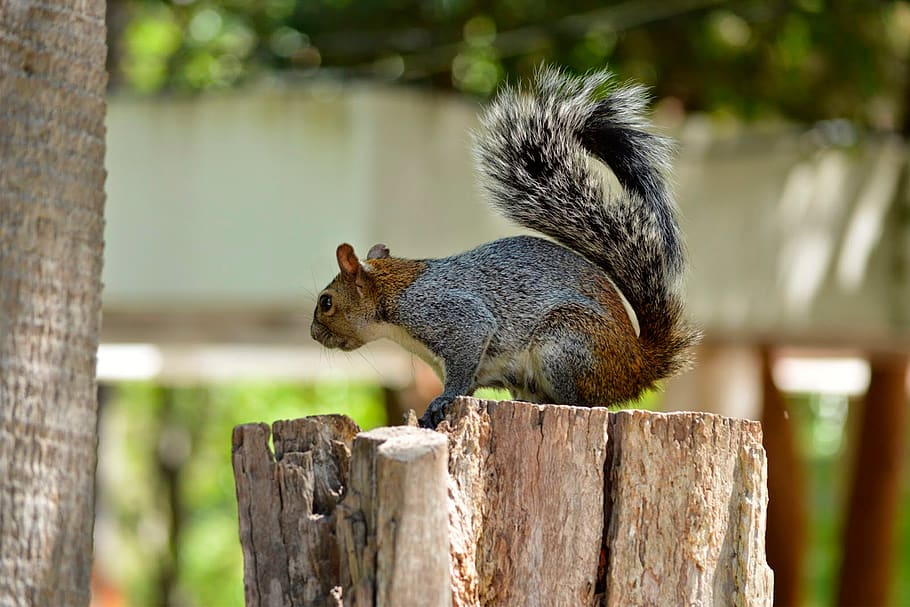 squirrel, rodent, forest, mexico, nature, animals, green, coffee HD wallpaper