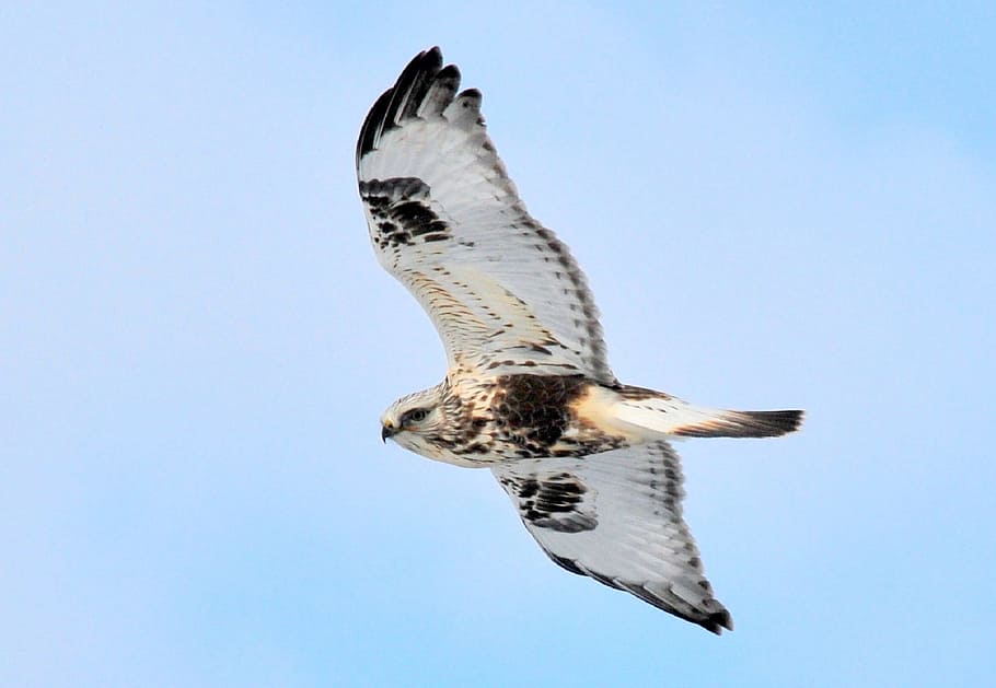 rough, hawk, bird, animal, wild, nature, flying, one animal HD wallpaper