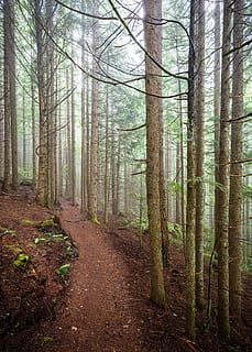 tree, path, trail, forest, mist, fog, outdoors, nature, wanderlust HD wallpaper
