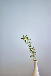yellow and green petaled flower in white vase, minimal, table HD wallpaper