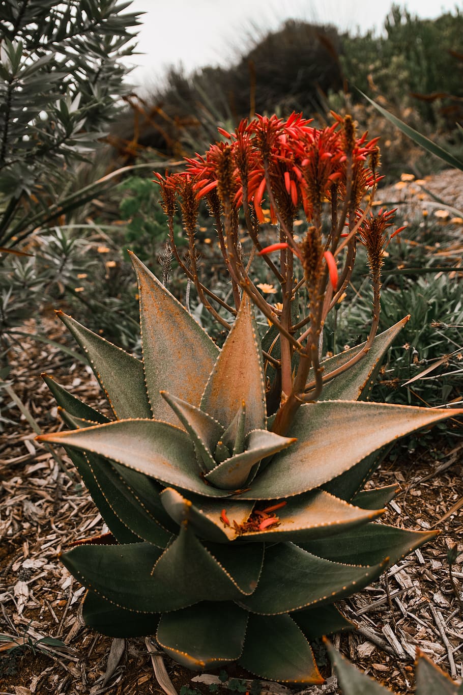 green succulent plant during daytime, growth, nature, no people, HD wallpaper