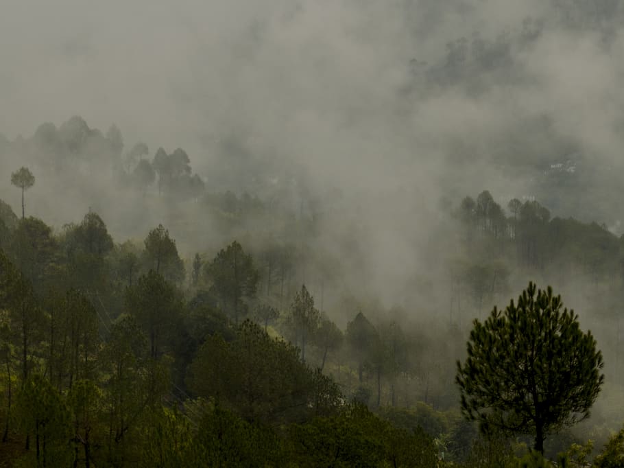 india, kausani, tree, plant, beauty in nature, scenics - nature HD wallpaper