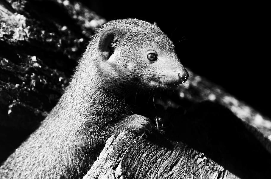 animal, animal wildlife, animal themes, animals in the wild HD wallpaper