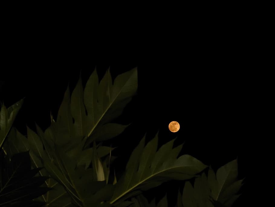 Low Angle View of Leaves Under Full Moon, close-up, dark, flora HD wallpaper