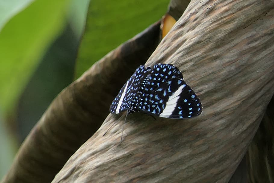 costa rica, savegre, dominical, bug, butterfly, cracker, blue HD wallpaper
