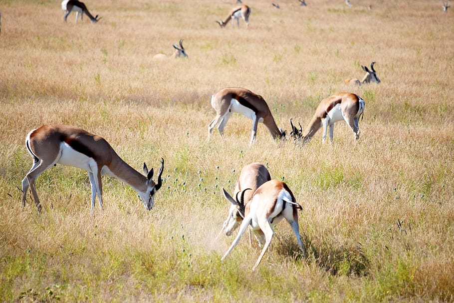 fighting, springbok, grass, grazing, etosha, namibia, safaris HD wallpaper