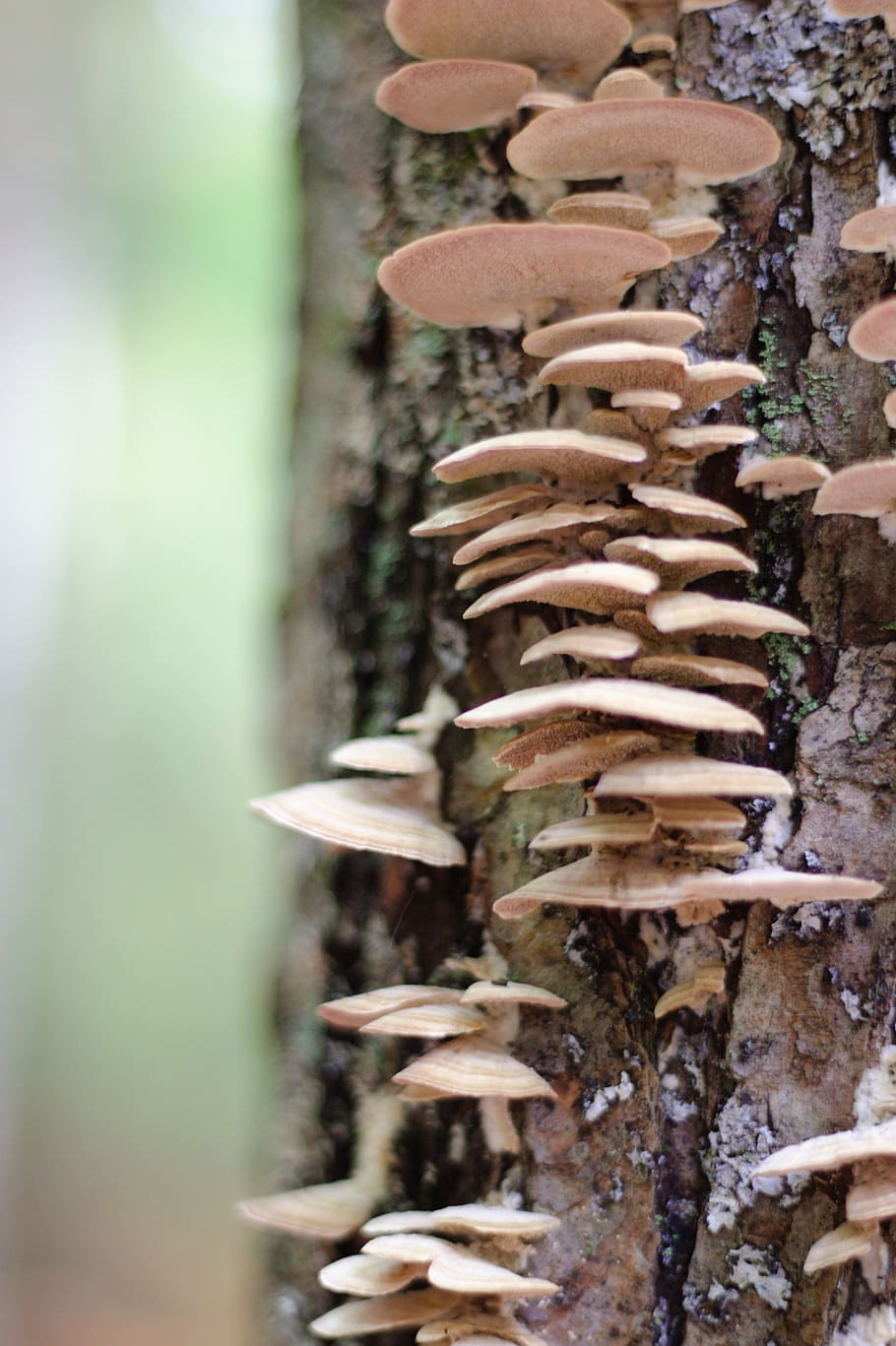mushrooms, tree, forest, nature, plant, trees, woods, growth HD wallpaper