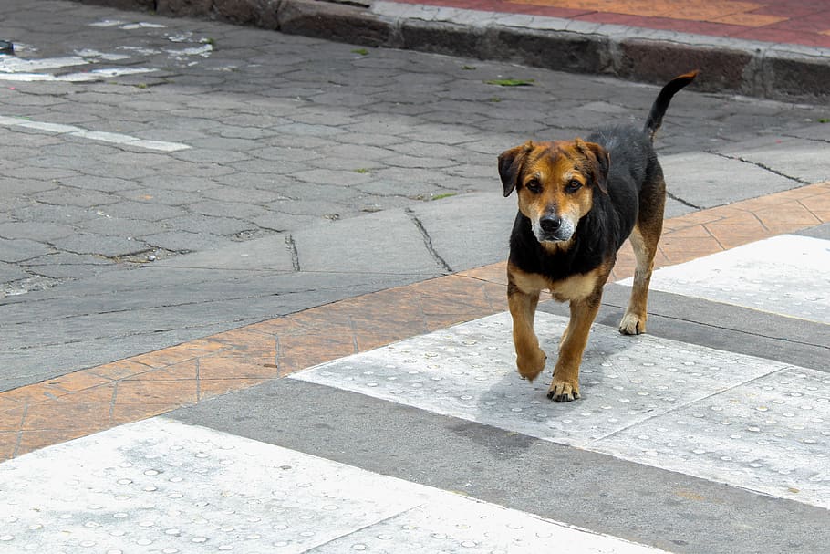 ecuador, cotacachi, one animal, dog, canine, pets, mammal, domestic HD wallpaper