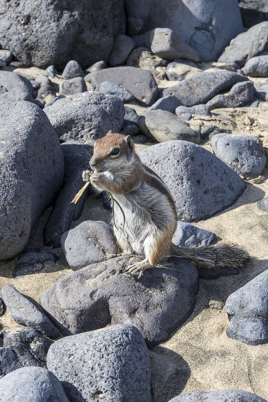 chipmunk, stones, rodent, animal wildlife, rock, solid, animals in the wild HD wallpaper