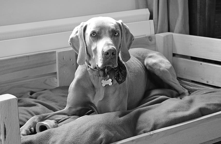 one, dog, portrait, sit, canine, domestic, pets, one animal, HD wallpaper