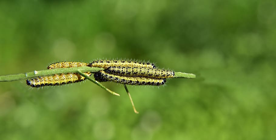 track, caterpillars, development, nature, stage of development HD wallpaper