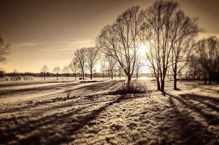 sun, backlighting, shadow, landscape, nature, trees, meadow HD wallpaper