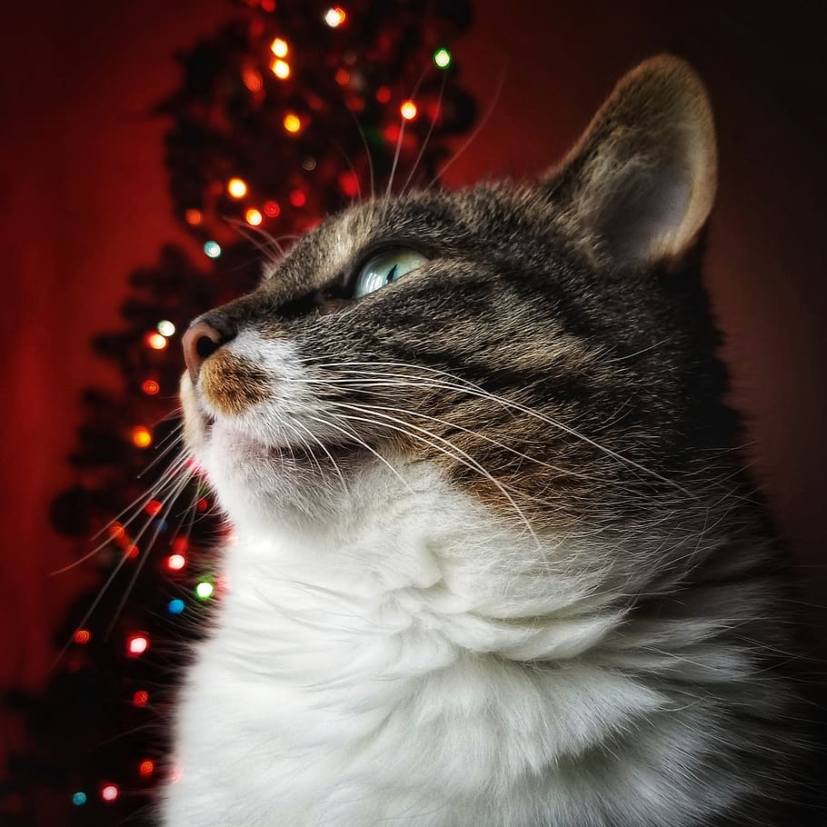 cat, feline, christmas, red, christmas lights, midnight, animal portrait HD wallpaper