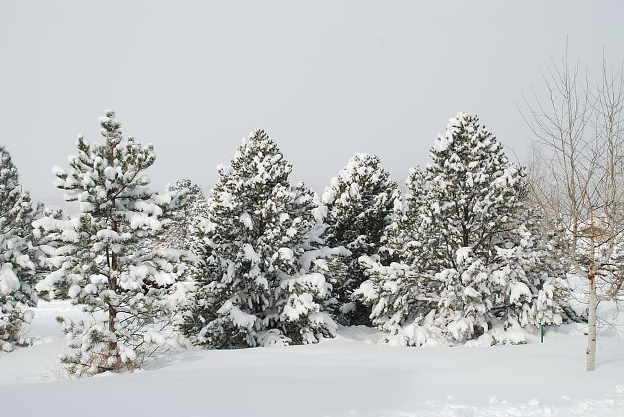 united states, colorado, trees, snow, snowy, winter, cold temperature, HD wallpaper