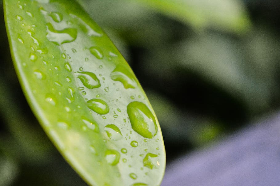nature, water, rain, green, leaf, micro, close-up, green color HD wallpaper