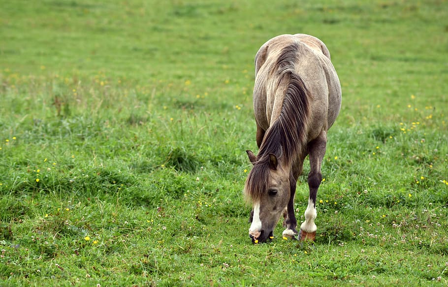 horse, meadow, animal, coupling, nature, graze, small, animal world HD wallpaper