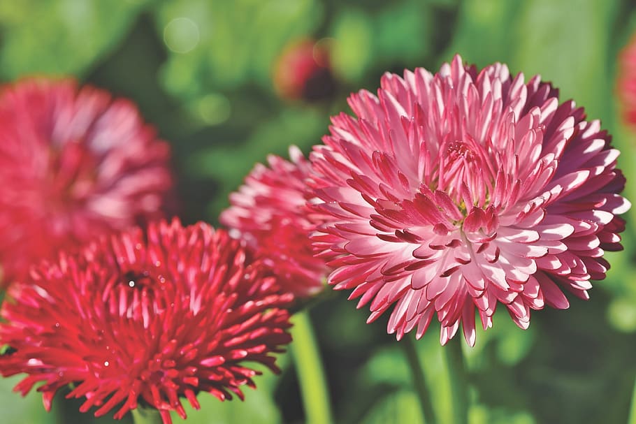 daisy, geese flower, spring, colorful, early bloomer, pointed flower HD wallpaper