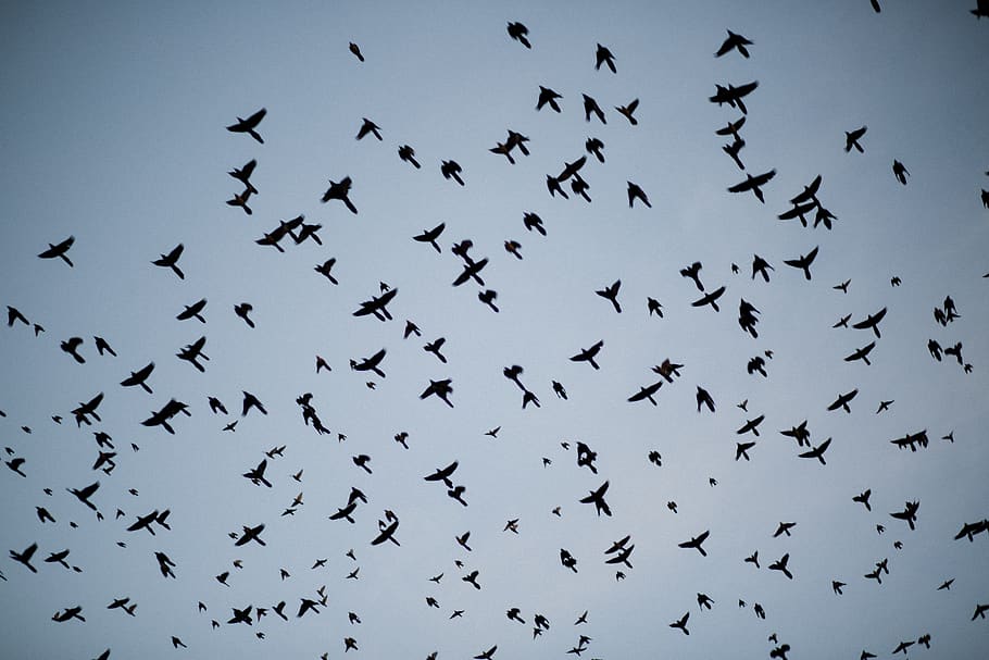 birds, sky, flock, flying, animal wildlife, animal themes, group of animals HD wallpaper