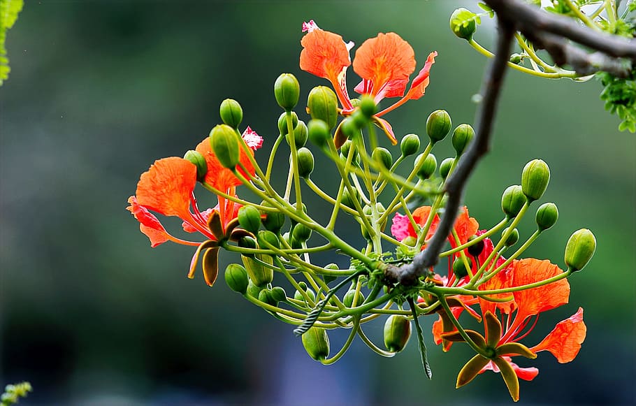 Focus Photography of Orange and Green Flowers, beautiful, bloom HD wallpaper