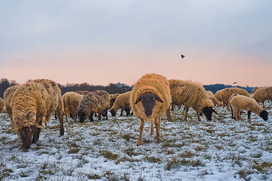 sheep, animals, lamb, wool, nature, farm, cattle, agriculture HD wallpaper
