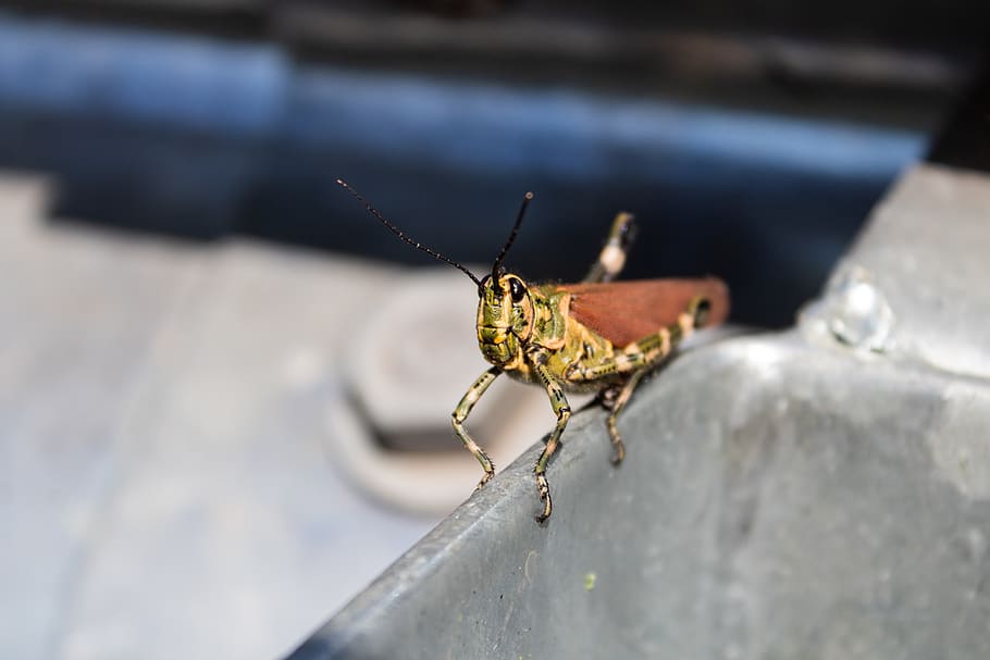 brown and yellow insect, animal, invertebrate, grasshoper, grasshopper HD wallpaper