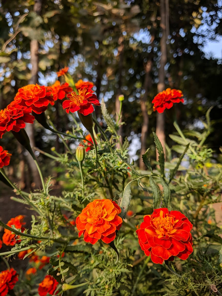 india, nanded, plant, flowering plant, beauty in nature, fragility HD wallpaper