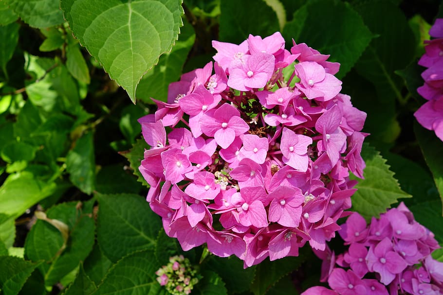hydrangea, flower, blossom, bloom, plant, garden, close up HD wallpaper