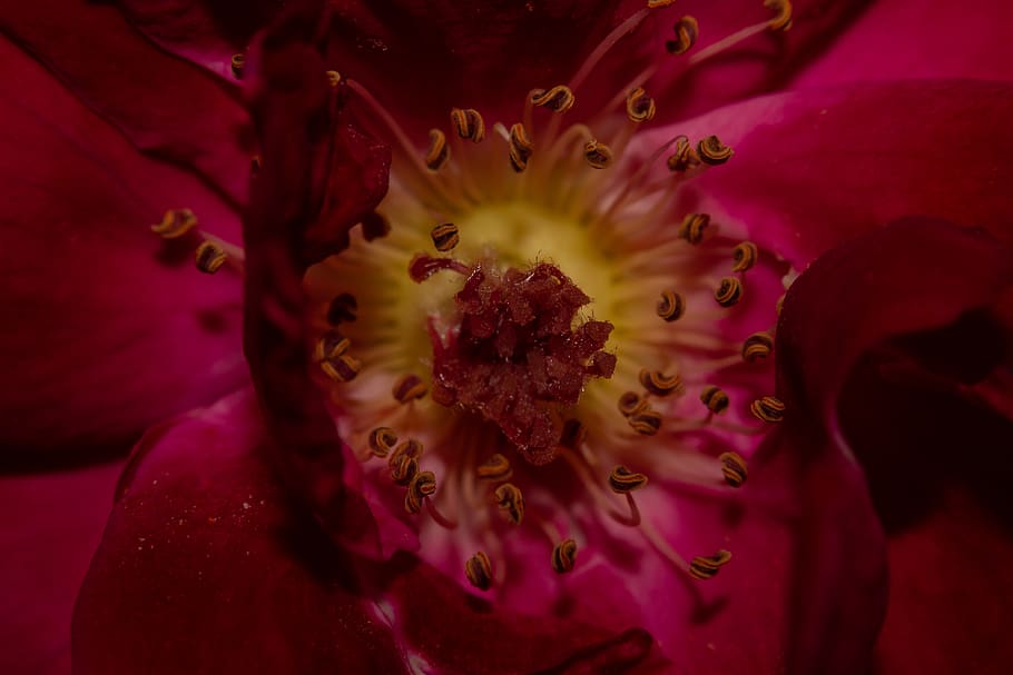 red flower, plant, pollen, india, gandhinagar, blossom, rose HD wallpaper