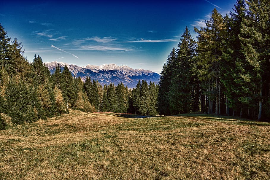 meadow, forest, mountains, nature, landscape, tyrol, tree, plant HD wallpaper