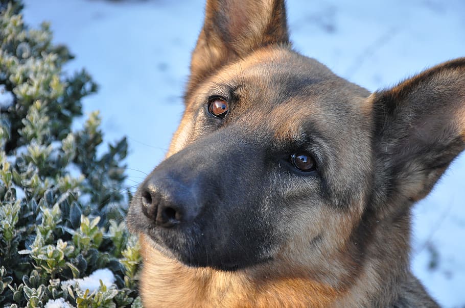 dog, training, snow, winter, shepherd, animal, mammal, smart animal HD wallpaper