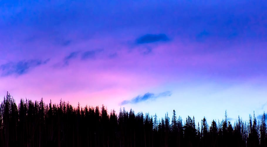 Silhoutte of Trees during Sunset, backlit, beautiful, clouds HD wallpaper