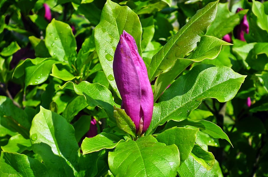 magnolia, flower, spring, bush, purple, nature, closeup, bud HD wallpaper