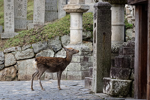 brown deer facing concrete column, japan, temple, todaiji temple HD wallpaper