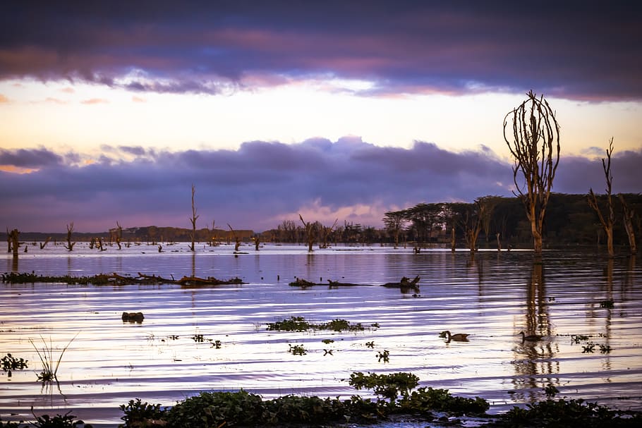 Dark Clouds over Body of Water, aquatic plants, dawn, dead trees HD wallpaper