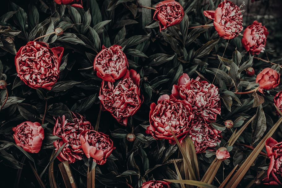Photo of Red Peonies Painting, art, colorful, colourful, flora HD wallpaper