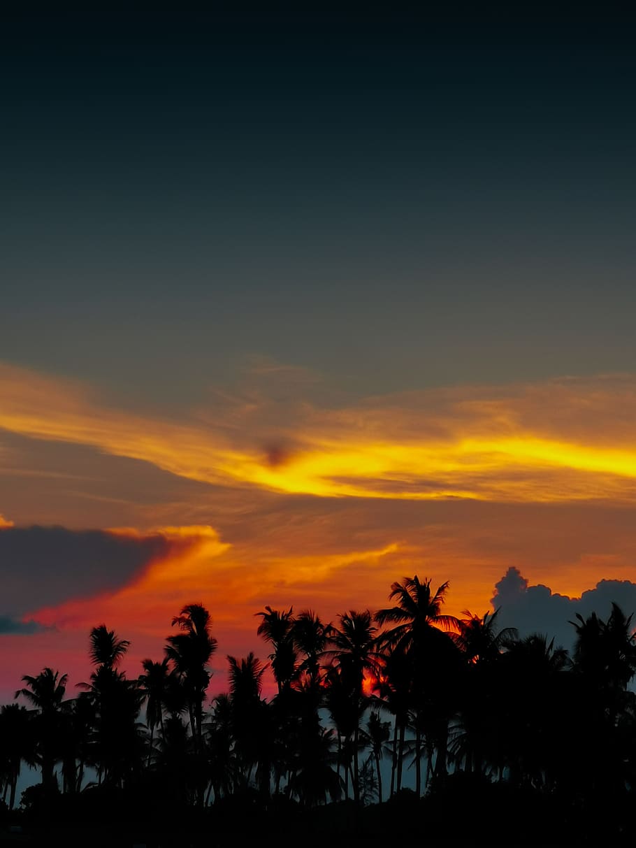 palm trees during golden hour, nature, outdoors, red sky, sunset HD wallpaper