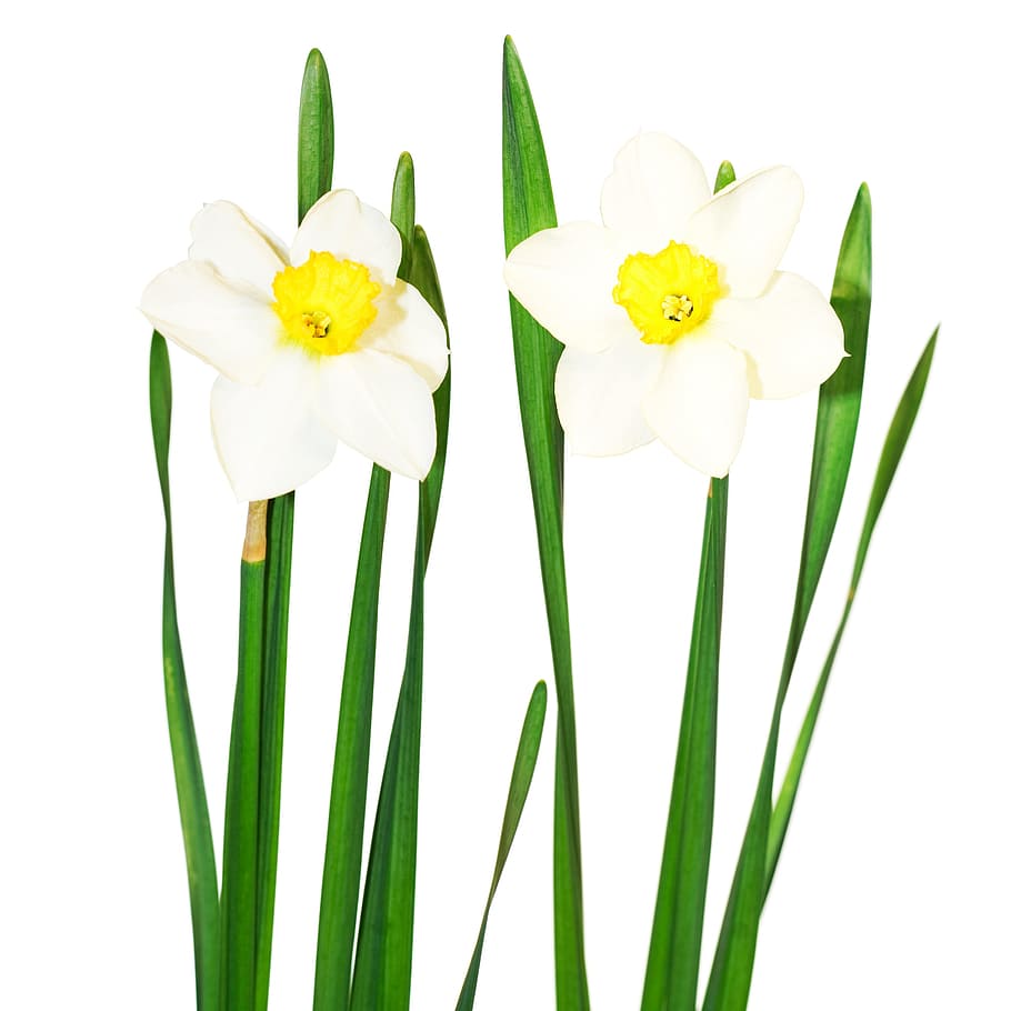 white, isolated, flower, closeup, detail, flora, floral, flores HD wallpaper