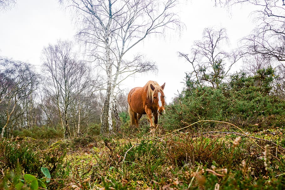brown horse, animal, nature, mammal, outdoors, grassland, field HD wallpaper