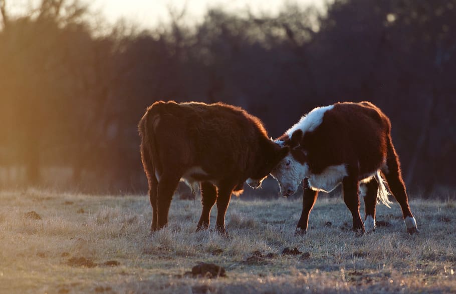 two cow on brown grass field, animal, outdoors, nature, united states HD wallpaper