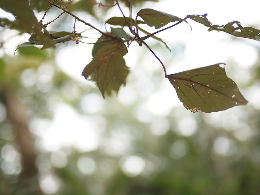 leaf, plant, tree, veins, flare, light, sunlight, maple leaf HD wallpaper
