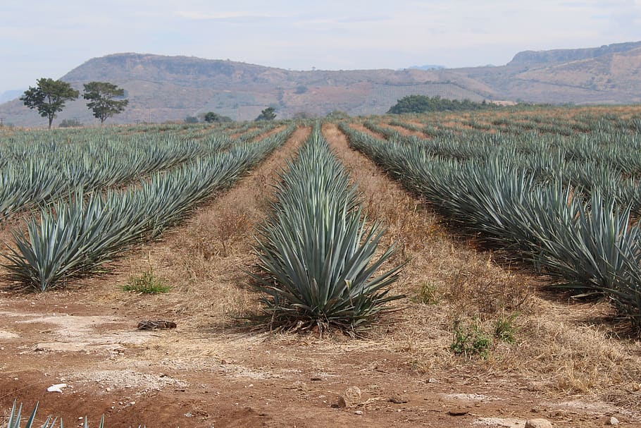 mexico, el arenal, tres mujeres, agave, tequila, plant, land