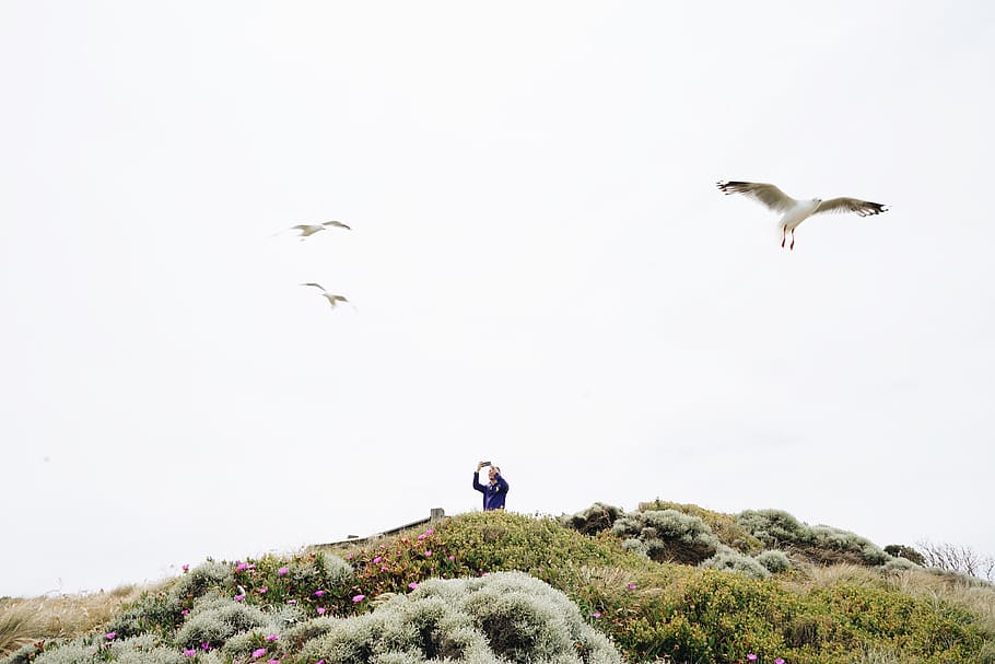 vertebrate, bird, flying, animal wildlife, sky, full length HD wallpaper