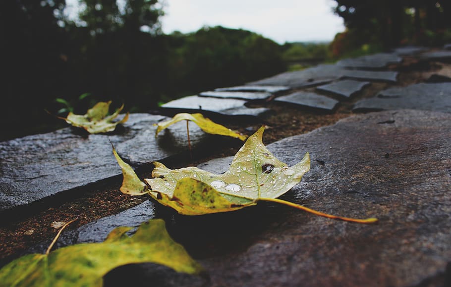trees, rain, leaf, rain drops, forest, nature, plant part, no people HD wallpaper