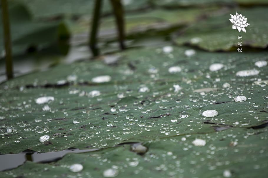 flower, lotus, water lily, plant, drop, nature, selective focus HD wallpaper