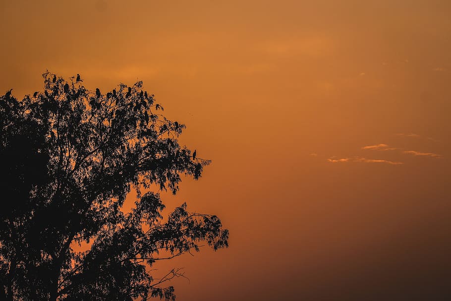 sunset, tree, landscape, trees, nature, sky, twilight, dusk HD wallpaper