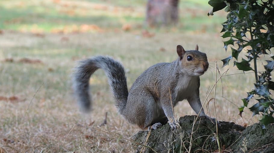 squirrel, forest, animal, rodent, animals, nature, nuts, wild HD wallpaper