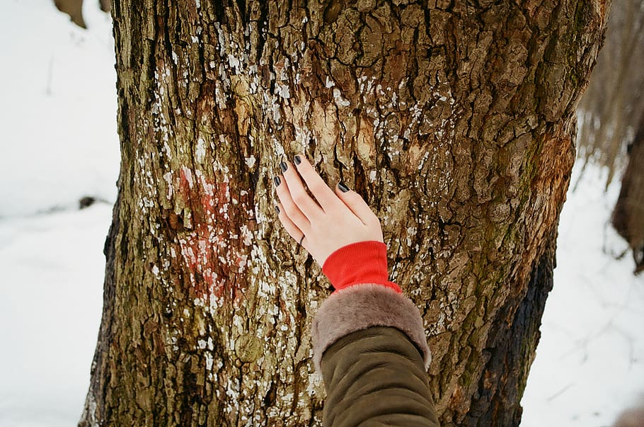 Person Holding Brown Tree Bark at Daytime, close-up, daylight HD wallpaper